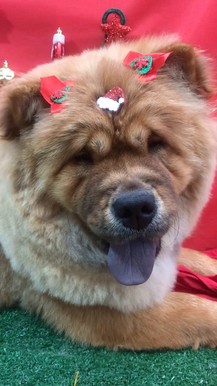 Táxi dog em Mogi das Cruzes: buscamos e levamos seu pet