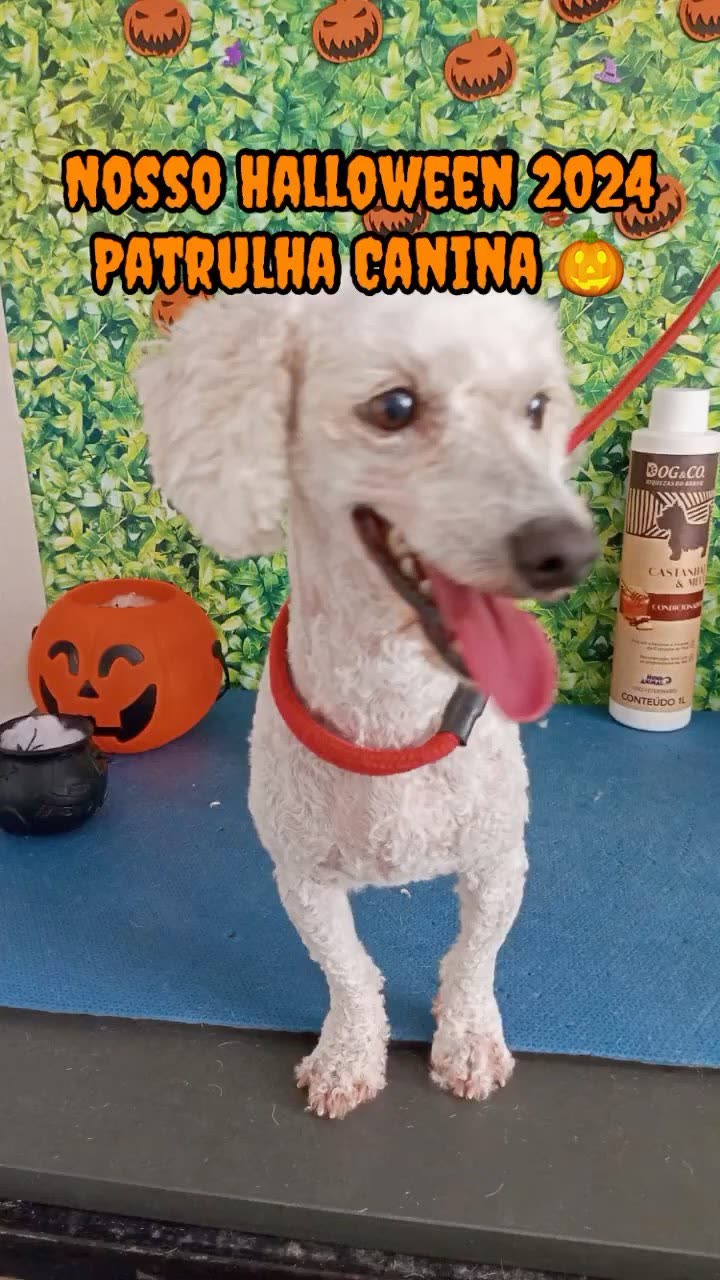 Banho e tosa em cachorro no Pet Shop Patrulha Canina, Mogi das Cruzes