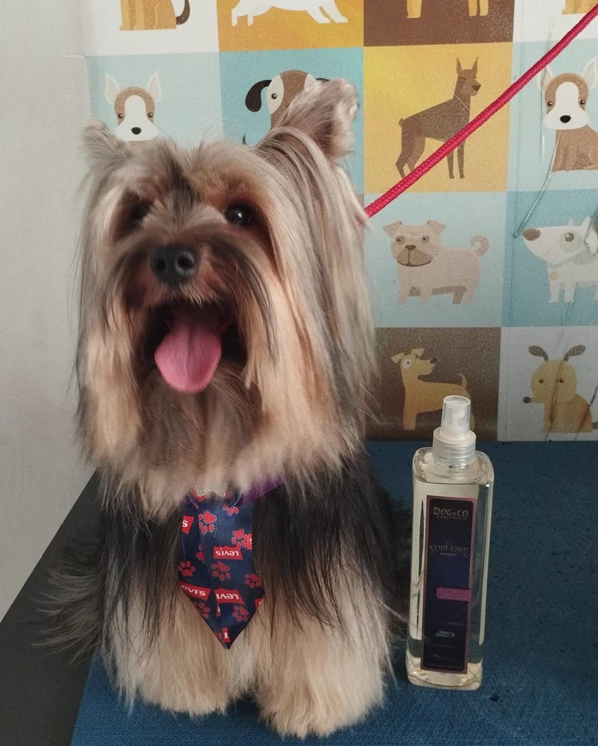 Pet após banho e tosa na Vila Suíssa, Mogi das Cruzes