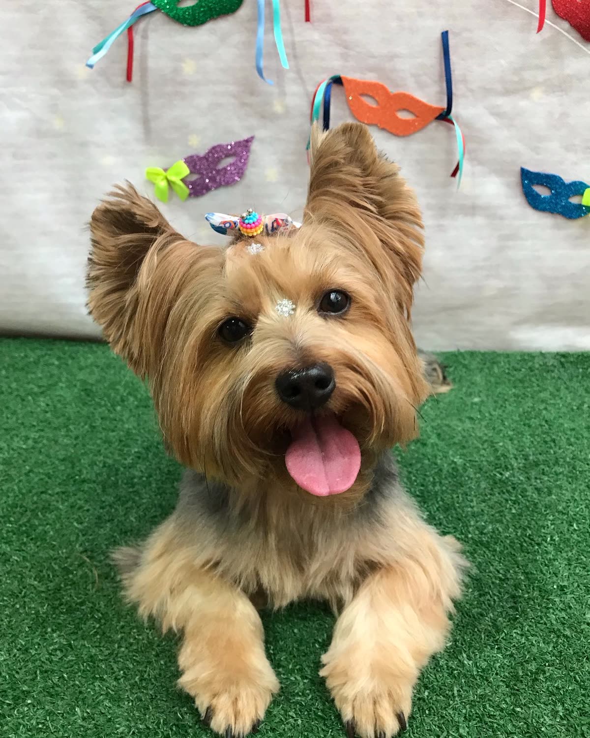 Cachorro tosado no Pet Shop Patrulha Canina em Mogi das Cruzes