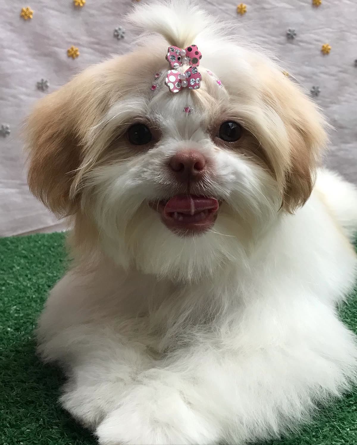 Pet tosado com carinho na Patrulha Canina