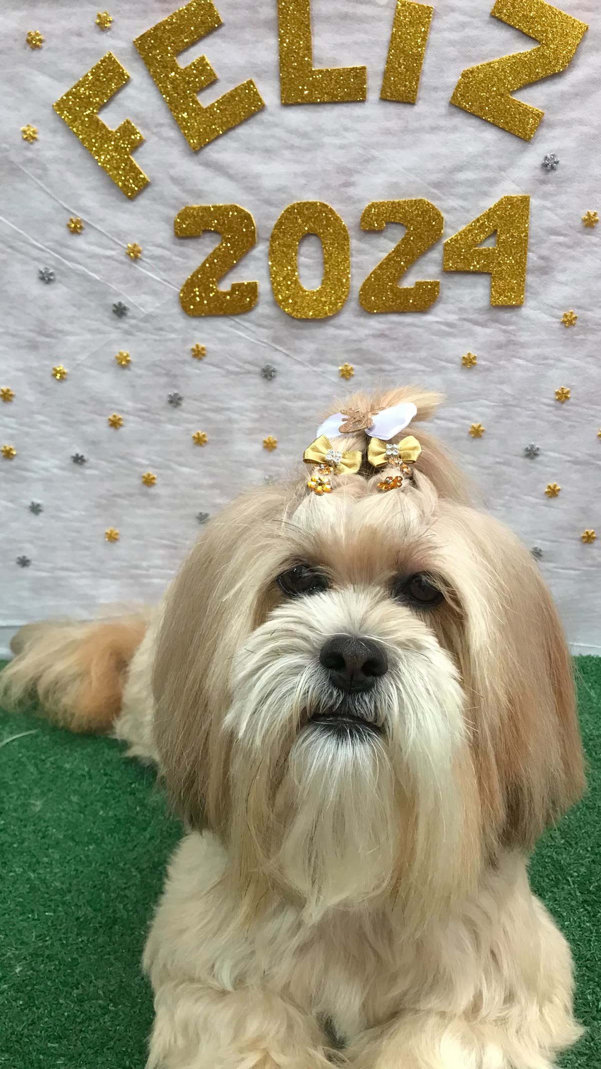 Shih tzu tosado em Mogi das Cruzes