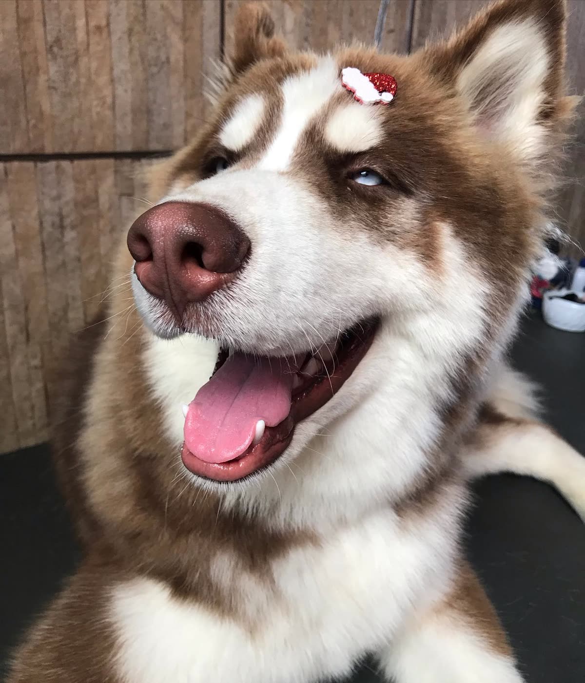 Husky feliz depois do banho