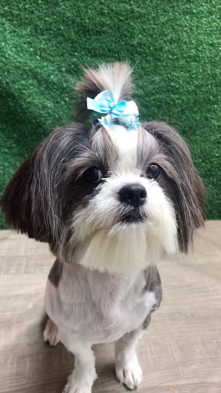 Lulu da pomerânia após banho em Mogi das Cruzes